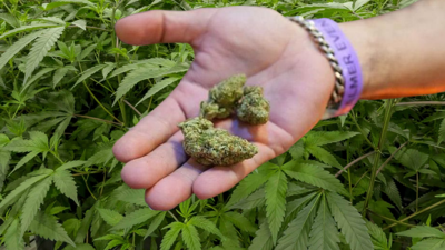 Gelin-kaynana kavgasına kenevirli çözümden eczane raflarına: Dünden bugüne Türkiye’nin kenevirle imtihanı!