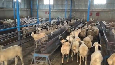 Tunceli’de sahte dekontla 14 milyonluk hayvan vurgunu!