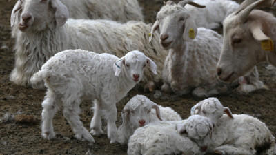 Mohair nedir? Neden sadece Ankara'da bu kadar kaliteli? Ankara Keçisinin tüm özellikleri