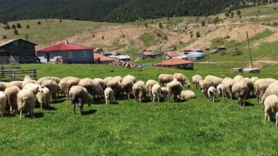 Kızılcahamam’ın unutulmaya yüz tutan çoban yemeği: Koyutmaç