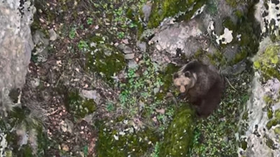 Kızılcahamam’da kış uykusundan uyanan ayı drone ile görüntülendi