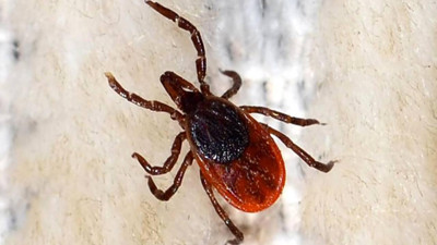 Yaz geldi, risk arttı: Türkiye’de kene alarmı!