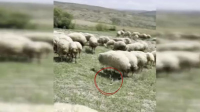 Haymana'da yılan saldırısı! Çoban köpekleri koyunları kurtardı