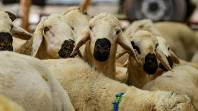 ESK kurbanlık alım fiyatları açıklandı: Elde kalan hayvanları devlet alacak!