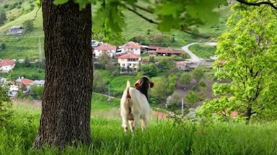 3 gün boyunca kaçtı! Kurbanlık keçi drone desteğiyle yakalandı