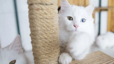 Kedi ömrünü otuz yıla uzatan mucize keşif: 2027’de piyasaya çıkıyor!