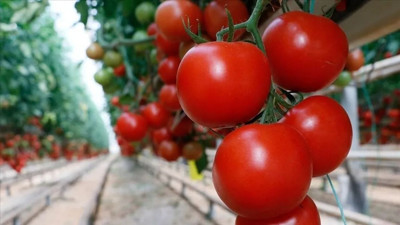 Dünya domates üretimi raporu: Türkiye kaçıncı sırada?