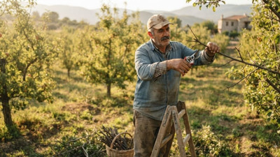Ağustos ayında budama yapılır mı? Hangi ağaçlar budanır?