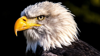 Beşiktaş neden “Kara Kartal” olarak anılıyor? İşte ortaya çıkış hikâyesi