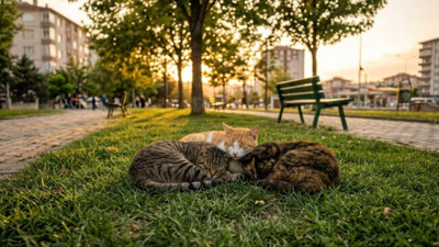 Ankara'nın bütün kedileri bir ilçede yaşasa nereyi seçerdi?