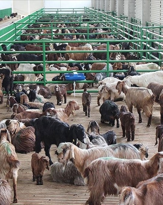Kurban Bayramı’nda rekor! 830 bin büyükbaş hayvan kesildi