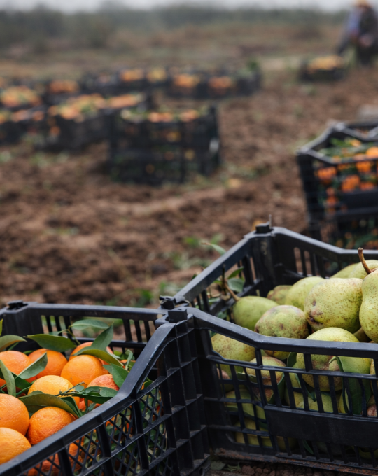 Tarlada zam durmuyor: Tarımda üretici fiyatları yüzde 40’ı aştı