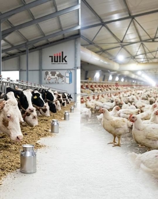TÜİK üretim istatistiklerini açıkladı: Tavuk etinde artış, sütte düşüş!