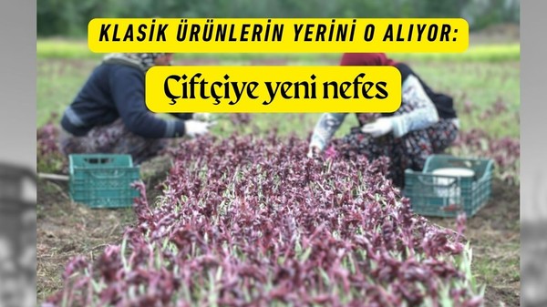 Klasik ürünlerin yerini o alıyor: Çiftçiye yeni nefes