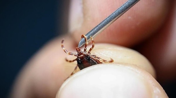 Ölümcül kene vakası artıyor! Bir kişi daha hayatını kaybetti