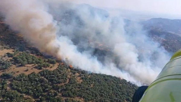 Aydın'da zeytinlik alanda yangın! Ekiplerin müdahalesi sürüyor