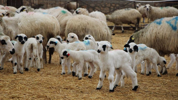 Kolostrum ve hijyen vurgusu: Yavru sağlığı için kritik adımlar