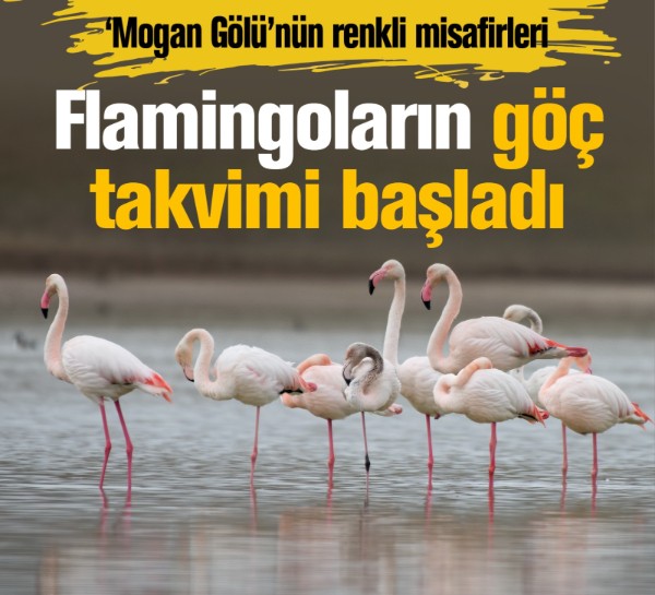 Flamingoların göç takvimi başladı: Mogan Gölü’nün renkli misafirleri
