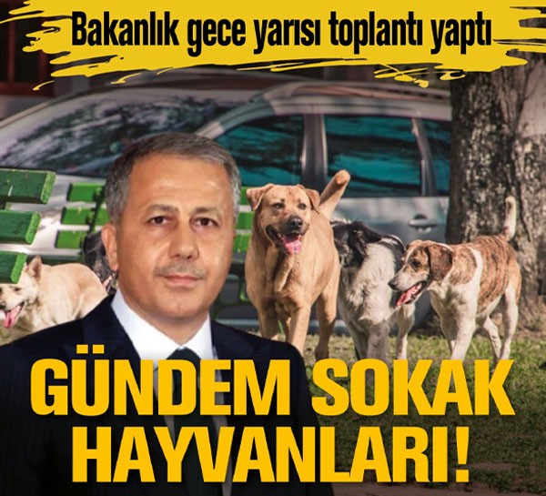 Ankara'da gündem sokak hayvanları! Bakanlık gece yarısı toplantı yaptı