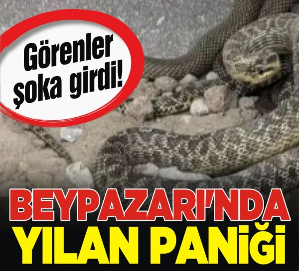Beypazarı’nda kazı yapan operatörün karşısına 2,5 metrelik yılanlar çıktı