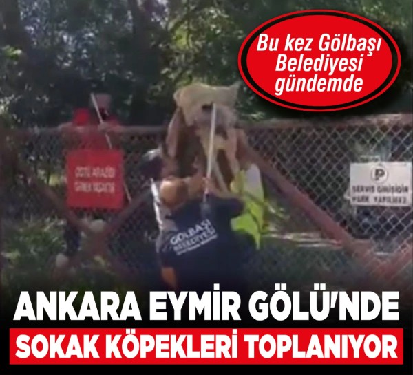 Ankara Eymir Gölü'nde sokak köpekleri toplanıyor: Bu kez Gölbaşı Belediyesi gündemde