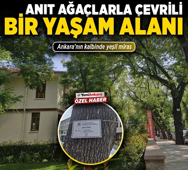 Ankara’nın kalbinde yeşil miras: Anıt ağaçlarla çevrili bir yaşam alanı