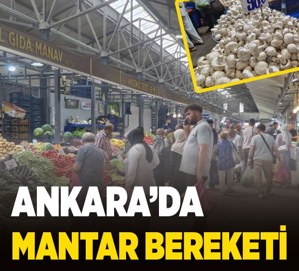 Ankara’da mantar bereketi