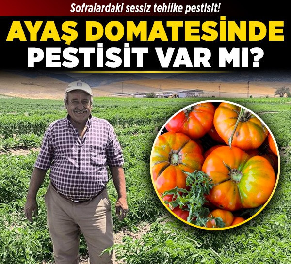 Sofralardaki sessiz tehlike pestisit! Ayaş domatesinde pestisit var mı?
