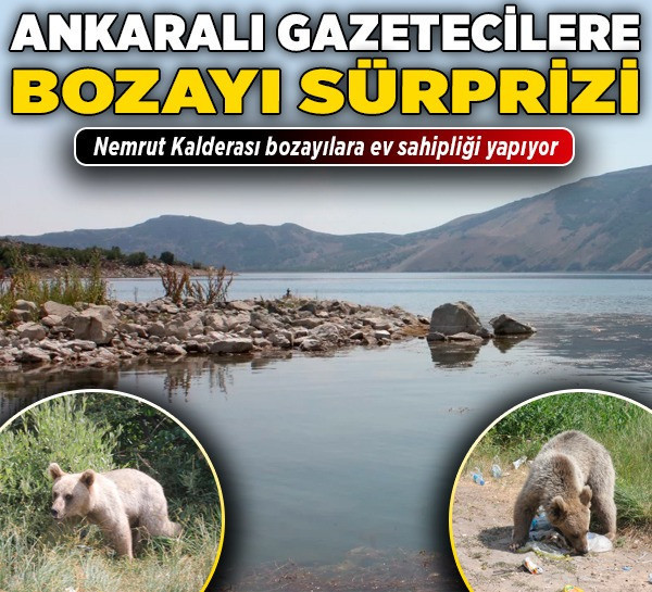 Ankaralı gazetecilere bozayı sürprizi! Nemrut Kalderası bozayılara ev sahipliği yapıyor