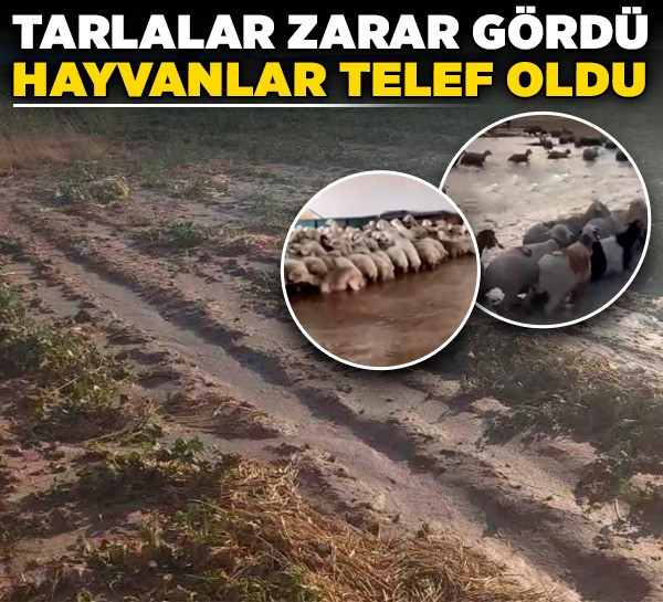 Ankara’da yağış alarmı: Tarlalar zarar gördü hayvanlar telef oldu