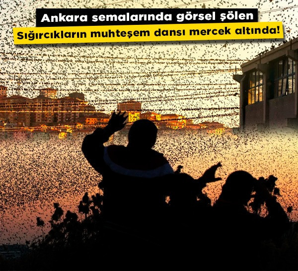 Ankara semalarında görsel şölen: Sığırcıkların muhteşem dansı mercek altında!