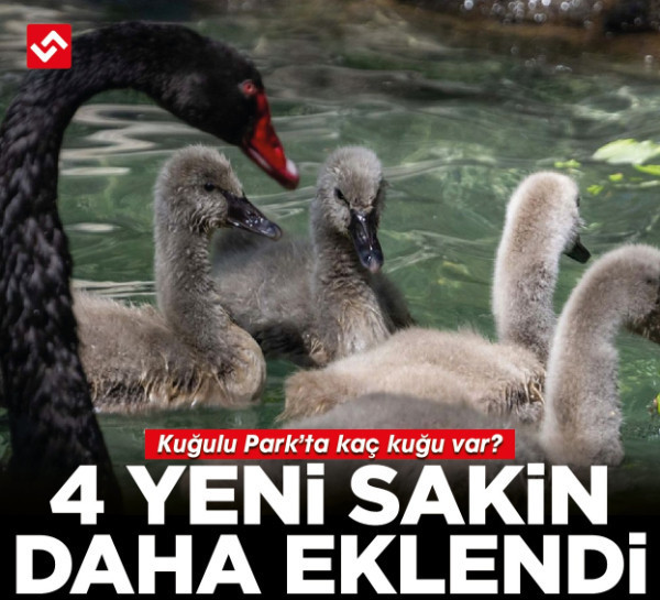 Kuğulu Park’ta dünyaya gelen 4 kuğu yavrusu özel bakımla büyütülüyor