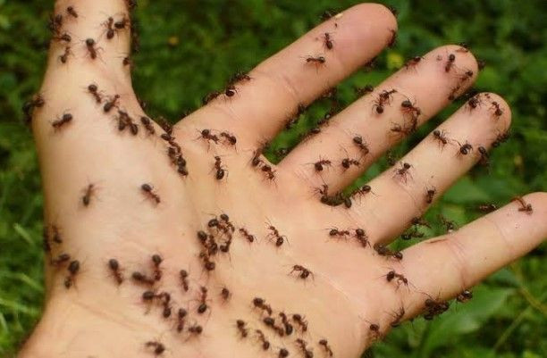 Karınca duasının Anlamı Ve Fazileti Nedir? - Resim: 5