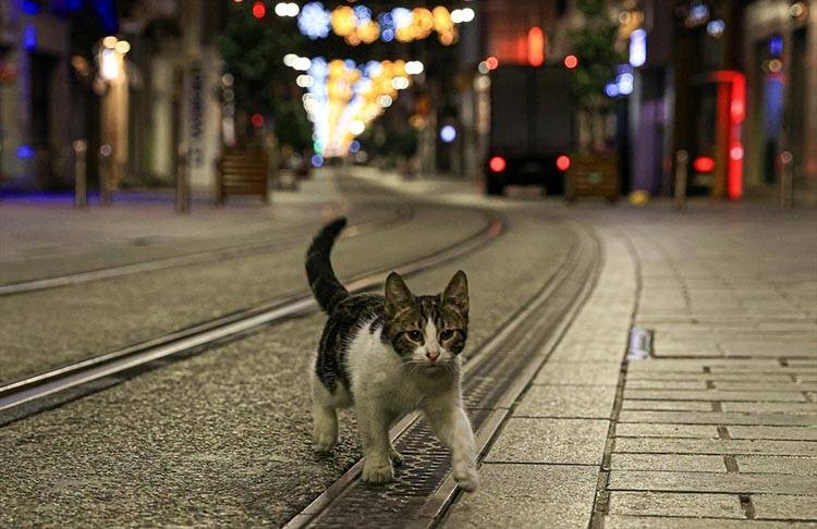 Uluslararası Kedi Günü'ne damga vuran kareler - Resim: 6