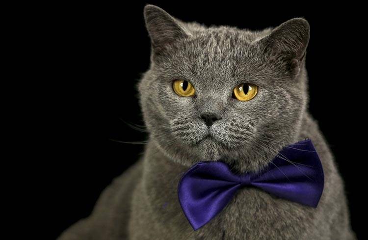 Uluslararası Kedi Günü'ne damga vuran kareler - Resim: 1