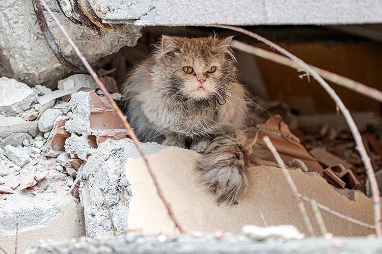 Uluslararası Kedi Günü'ne damga vuran kareler - Resim: 10