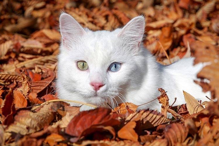 Uluslararası Kedi Günü'ne damga vuran kareler - Resim: 14