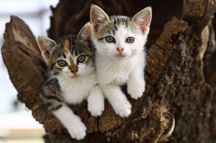 Uluslararası Kedi Günü'ne damga vuran kareler - Resim: 15