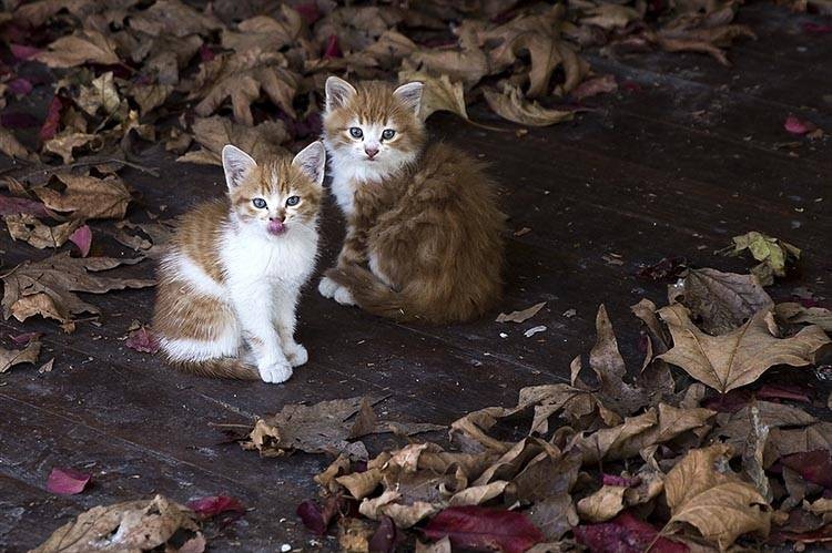 Uluslararası Kedi Günü'ne damga vuran kareler - Resim: 4