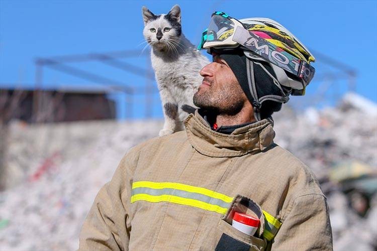 Uluslararası Kedi Günü'ne damga vuran kareler - Resim: 11