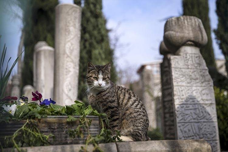 Uluslararası Kedi Günü'ne damga vuran kareler - Resim: 13