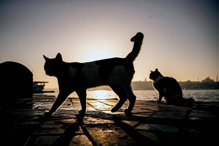 Uluslararası Kedi Günü'ne damga vuran kareler - Resim: 16