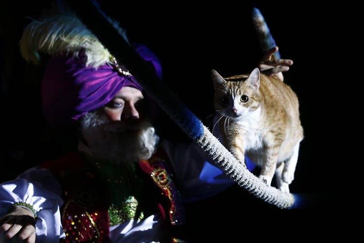 Uluslararası Kedi Günü'ne damga vuran kareler - Resim: 17