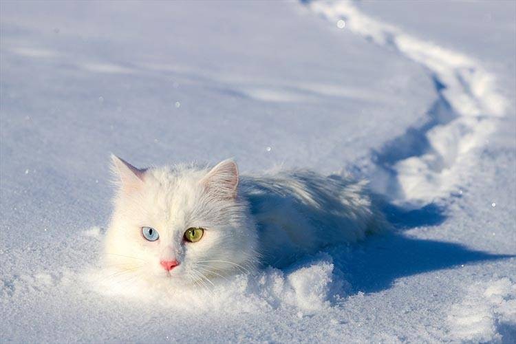 Uluslararası Kedi Günü'ne damga vuran kareler - Resim: 5