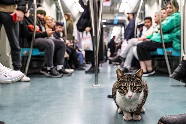 Uluslararası Kedi Günü'ne damga vuran kareler - Resim: 8