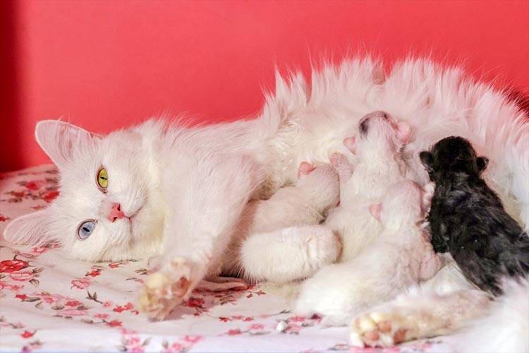 Uluslararası Kedi Günü'ne damga vuran kareler - Resim: 9
