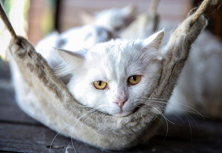 Uluslararası Kedi Günü'ne damga vuran kareler - Resim: 7