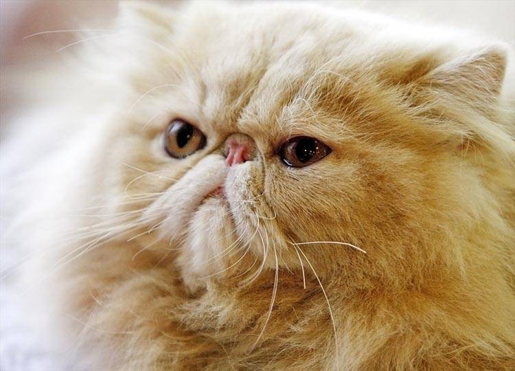 Uluslararası Kedi Günü'ne damga vuran kareler - Resim: 3