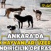 Ankara’da sokak hayvanları üzerinden dolandırıcılık operasyonu: 10 şüpheli tutuklandı!
