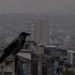 Ankara’nın en fazla karga bulunan bölgesi neresi?